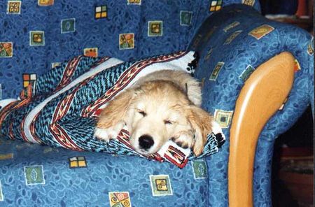 Golden Retriever Hunde Foto 1209 Golden Retriever Curly nach ihrem