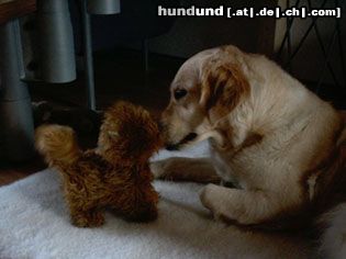Golden Retriever Hunde Foto 8701 Golden Retriever