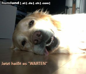 Golden Retriever Hunde Foto 8700 Golden Retriever
