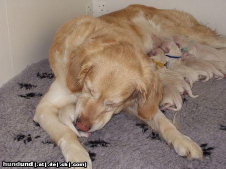 Golden Retriever Hunde Foto 16853 in höherer Auflösung ansehen Golden Retriever teddy`s mama Cyra