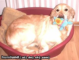 Golden Retriever Hunde Foto 9188 Golden Retriever Golden Retriever Zucht