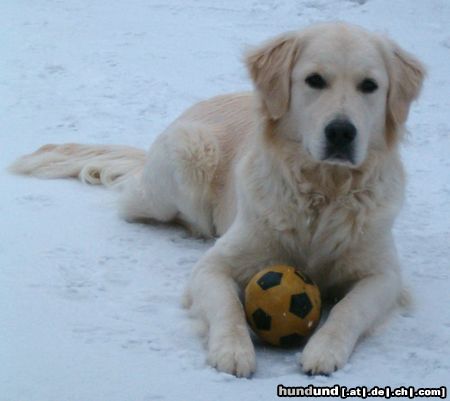 Golden Retriever Hunde Foto 23812 Golden Retriever Cora im Feb. mit ca. 14 Monaten