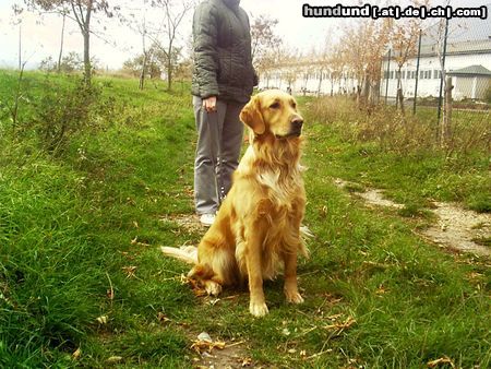 Golden Retriever Hunde Foto 6864 Golden Retriever Aisha von der Rothenburg