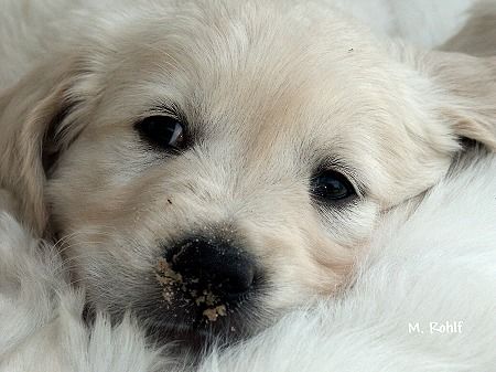 Golden Retriever Golden-Retriever-Welpe mit 6 Wochen