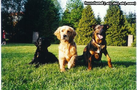 Golden Retriever Hunde Foto 10322 Golden Retriever Ich und meine zwei Freunde