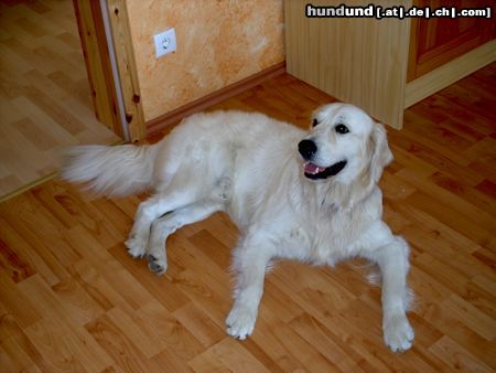 Golden Retriever Hunde Foto 7881 Golden Retriever