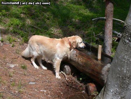 Golden Retriever Hunde Foto 4562 Golden Retriever