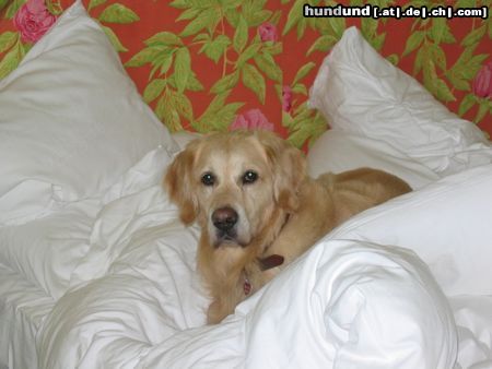 Golden Retriever Hunde Foto 4577 Golden Retriever felix im bett