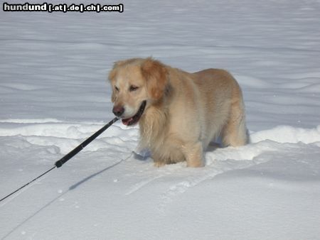 Golden Retriever Hunde Foto 4585 Golden Retriever felix im schnee