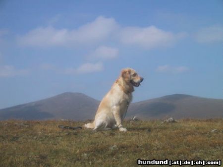 Golden Retriever Hunde Foto 4563 Golden Retriever