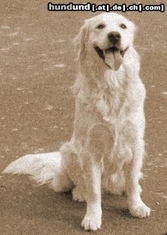 Golden Retriever Hunde Foto 23813 Golden Retriever Cora