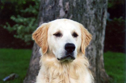 Golden Retriever Hunde Foto 5 Golden Retriever Man glaubt es kaum: Archimedes kann auch ernsthaft schauen... ;)