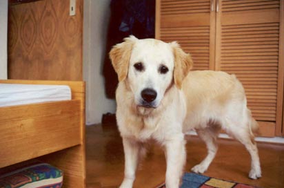 Golden Retriever Hunde Foto 10 Golden Retriever Nocheinmal Archimedes.