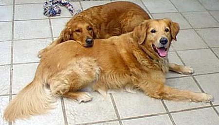 Golden Retriever Hunde Foto 8 Golden Retriever