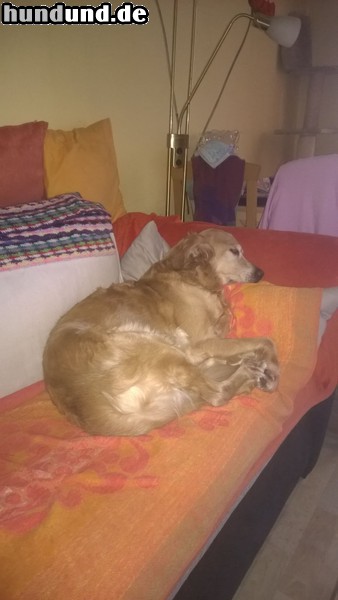 Golden Retriever Hunde Foto 47309 Golden Retriever
