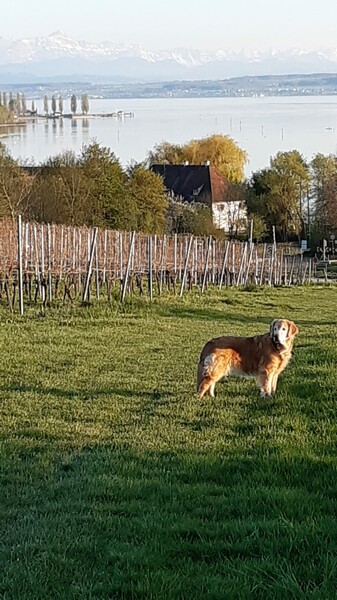 Golden Retriever Hunde Foto 47740 Golden Retriever