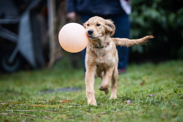 Golden Retriever Raya mit 4 Monaten