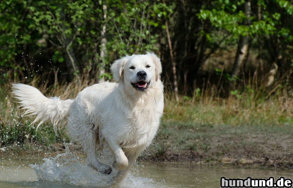 Golden Retriever Golden Retriever 