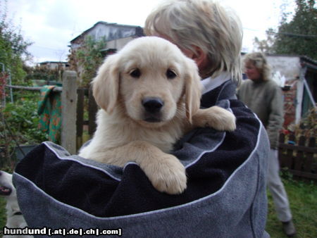Golden Retriever Hunde Foto 46658 in höherer Auflösung ansehen Golden Retriever mein Scotty 8 wochen alt