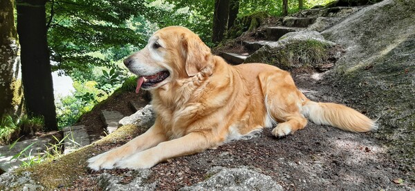 Golden Retriever Inka  11 Jahre 2 Monate cheerful shanon