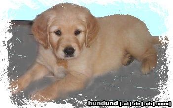 Golden Retriever Hunde Foto 3007 Golden Retriever Goldi Welpe