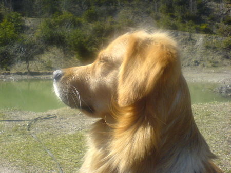 Golden Retriever Hunde Foto 38144 Golden Retriever Paul