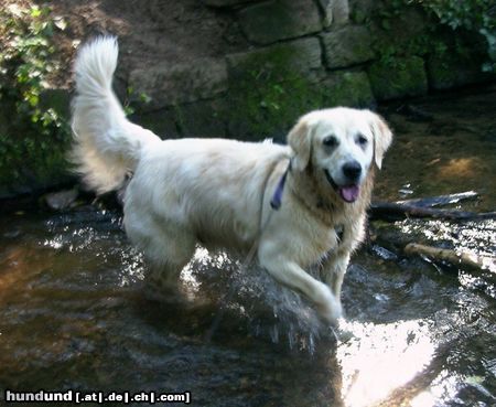 Golden Retriever Hunde Foto 22515 Golden Retriever happy Dusty