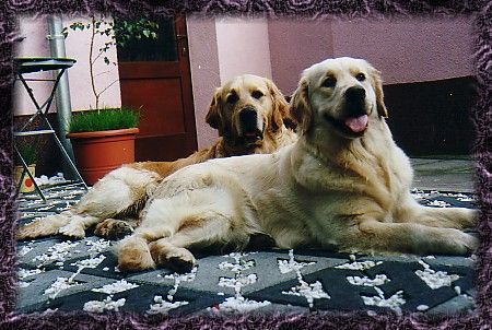 Golden Retriever Hunde Foto 1623 Golden Retriever Golden Retriever vom Weinberg