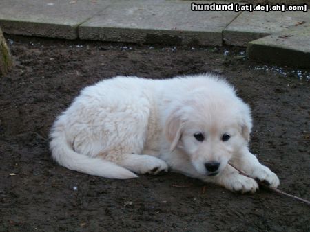 Golden Retriever Hunde Foto 10722 Golden Retriever Cora mit ca. 9/10 Wochen