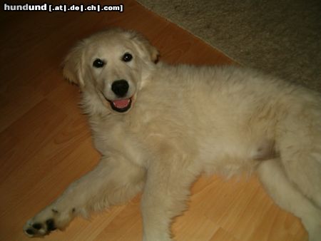 Golden Retriever Hunde Foto 10766 Golden Retriever Cora mit ca. 15/16 Woche