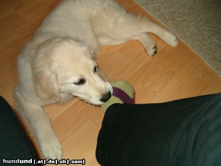 Golden Retriever Hunde Foto 10767 Golden Retriever Cora mit ca. 15/16 Wochen - mein Socken muss wieder leiden XD
