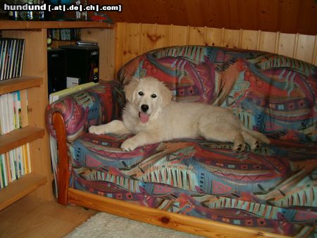 Golden Retriever Hunde Foto 10768 Golden Retriever Cora mit ca. 15/16 Wochen - machts sich mal wieder auf meinem Sofa bequem ;D