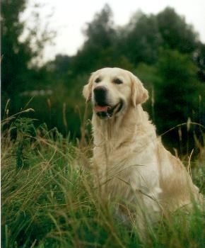 Golden Retriever Hunde Foto 2629 Golden Retriever