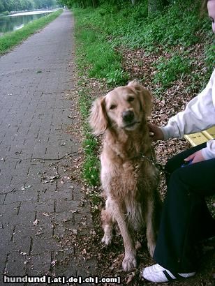 Golden Retriever Hunde Foto 11575 Golden Retriever Tierheimausführhund