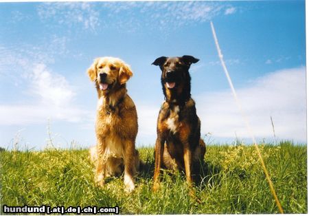 Golden Retriever Hunde Foto 11143 Golden Retriever Jella und chicco