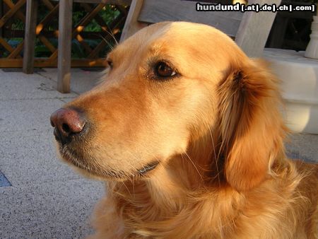 Golden Retriever Hunde Foto 22830 Golden Retriever mein kleiner haariger Nachbar