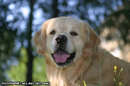 Golden Retriever Hunde Foto 15053 in höherer Auflösung ansehen Golden Retriever Rocky Porträt