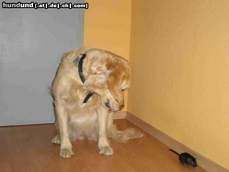 Golden Retriever Hunde Foto 15183 Golden Retriever Bist du mein Nachtisch?