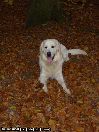 Golden Retriever Hunde Foto 26682 Golden Retriever Kenay im Herbstlaub