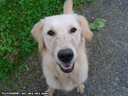 Golden Retriever Hunde Foto 15411 in höherer Auflösung ansehen Golden Retriever Kaja nach der Mäusjagd