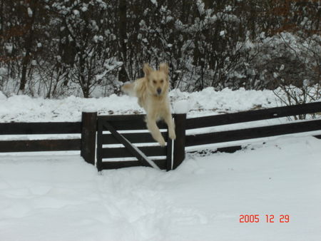 Golden Retriever Hunde Foto 30002 Golden Retriever mich sperrst du nicht ein