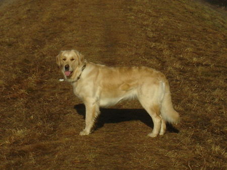 Golden Retriever Hunde Foto 29449 Golden Retriever Frühlingssonne schnuppern