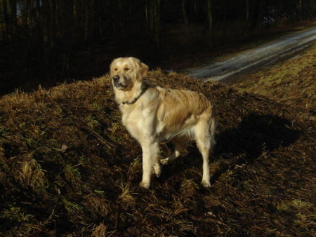 Golden Retriever Hunde Foto 29450 Golden Retriever Frühlingssonne schnuppern