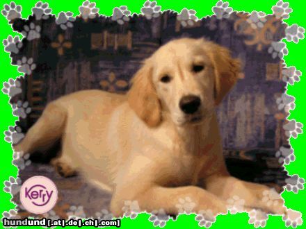 Golden Retriever Hunde Foto 16636 Golden Retriever Kerry am Sofa