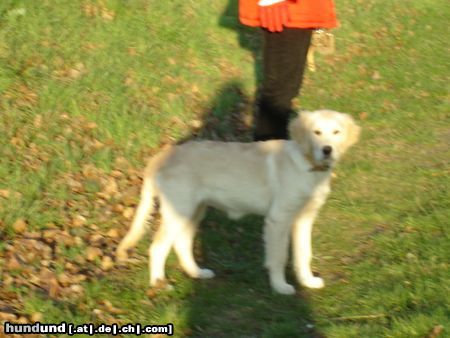 Golden Retriever Hunde Foto 16469 Golden Retriever Kerryline geniesst die letzten Sonnenstrahlen
