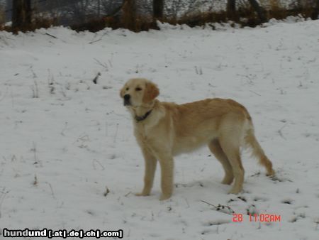 Golden Retriever Hunde Foto 17989 Golden Retriever