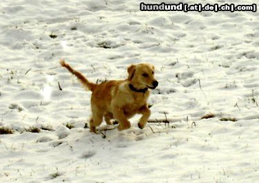 Golden Retriever Hunde Foto 17987 Golden Retriever Schnee ist so schön