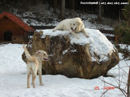 Golden Retriever Hunde Foto 17988 Golden Retriever besuch bei mama