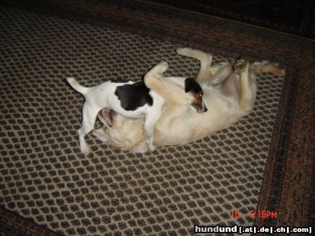 Golden Retriever Hunde Foto 17990 Golden Retriever Mein Freund Al Bundy