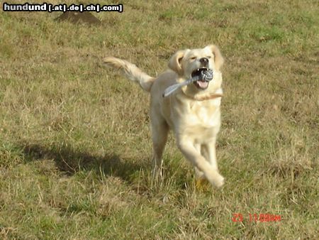 Golden Retriever Hunde Foto 17985 Golden Retriever Der Ball gehört mir!!